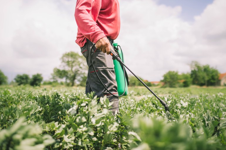 mature farmer is spraying plants