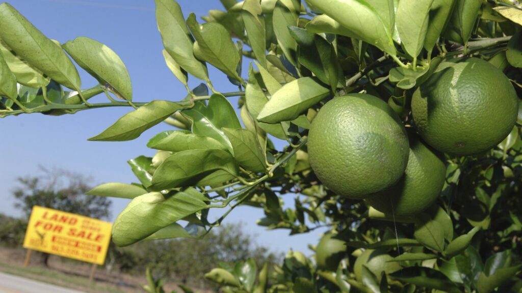US orange juice and steel will be on Canada’s list for retaliation if Trump imposes tariffs